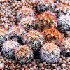 Echinomastus_durangensis_2